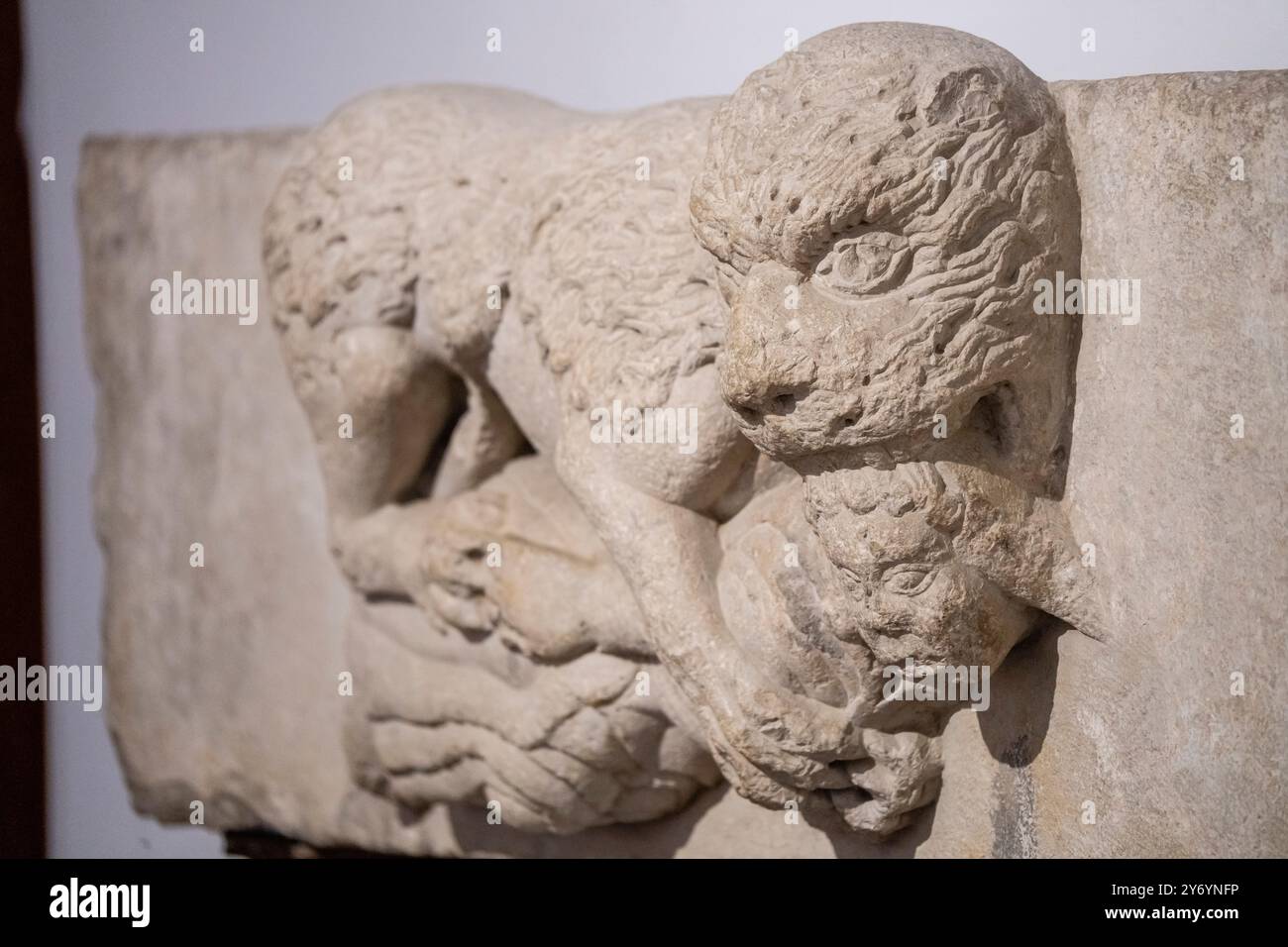 Rilievo del XII secolo, Lion devouring a man, trovato in via Llop a Gerona, museo d'arte di Girona, Girona, Catalogna, Spagna Foto Stock