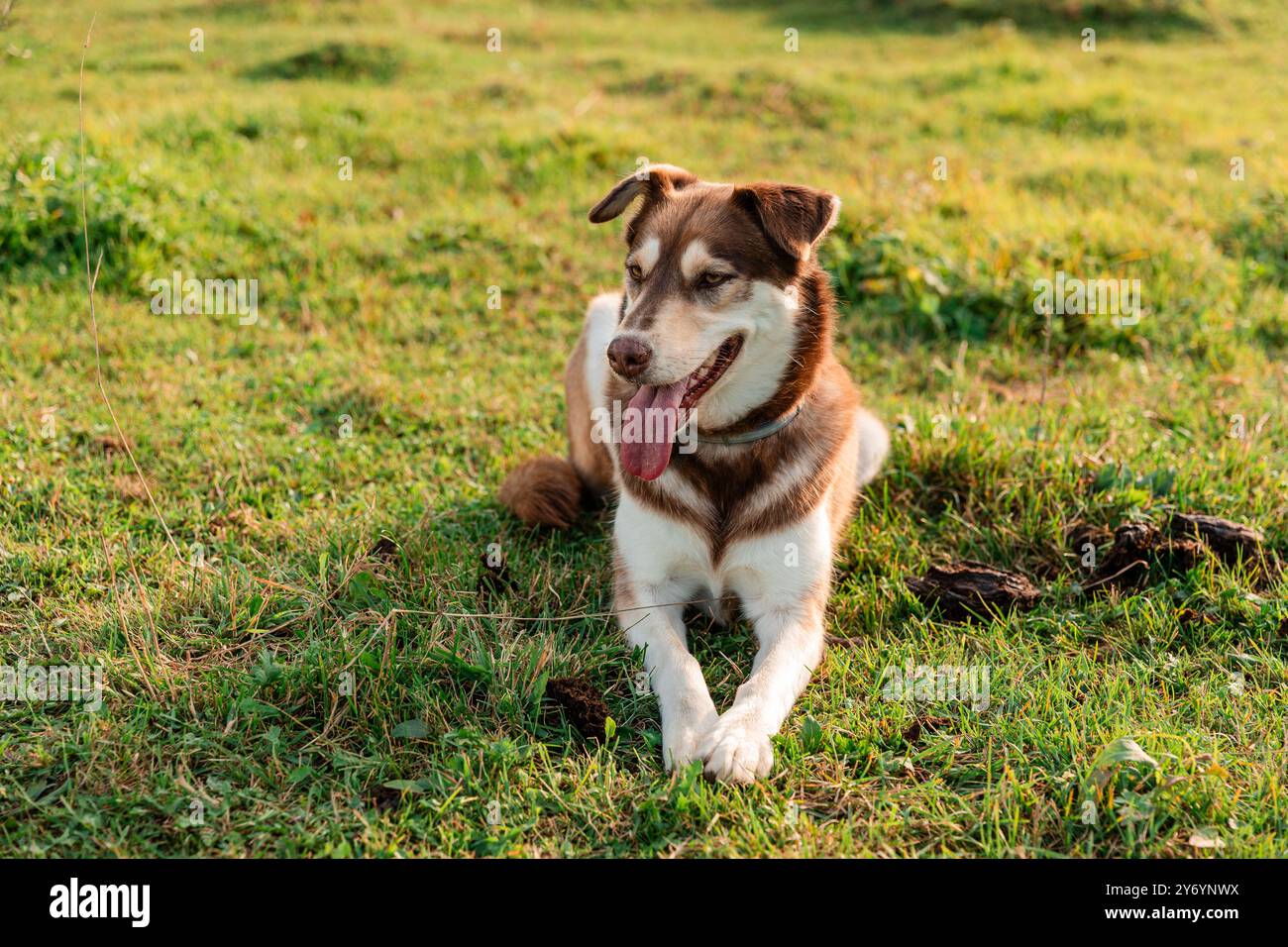 Brown Dog che si rilassa in un campo Foto Stock