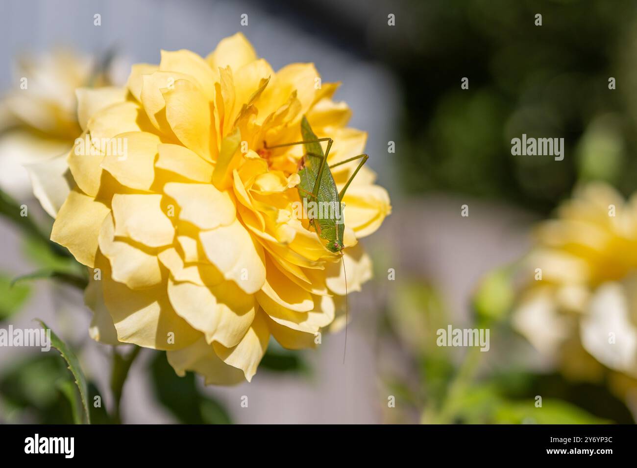Insetto verde su una rosa gialla in un giardino soleggiato Foto Stock