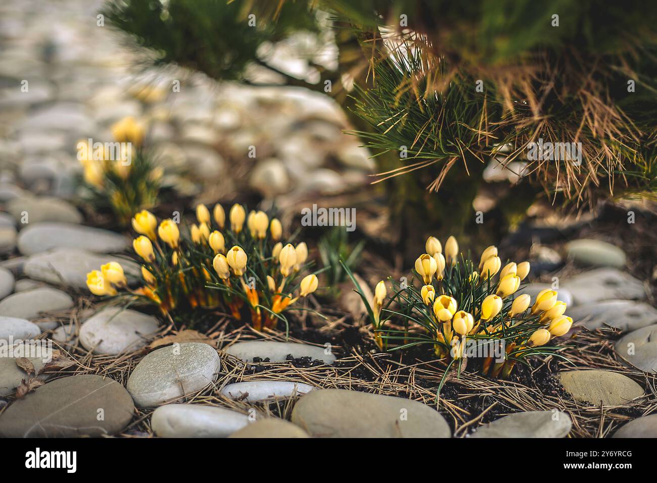 I crocchi gialli (Kro K's) che appaiono tra le pietre, inondati dalla luce del sole, simboleggiano l'inizio della primavera e la bellezza naturale Foto Stock
