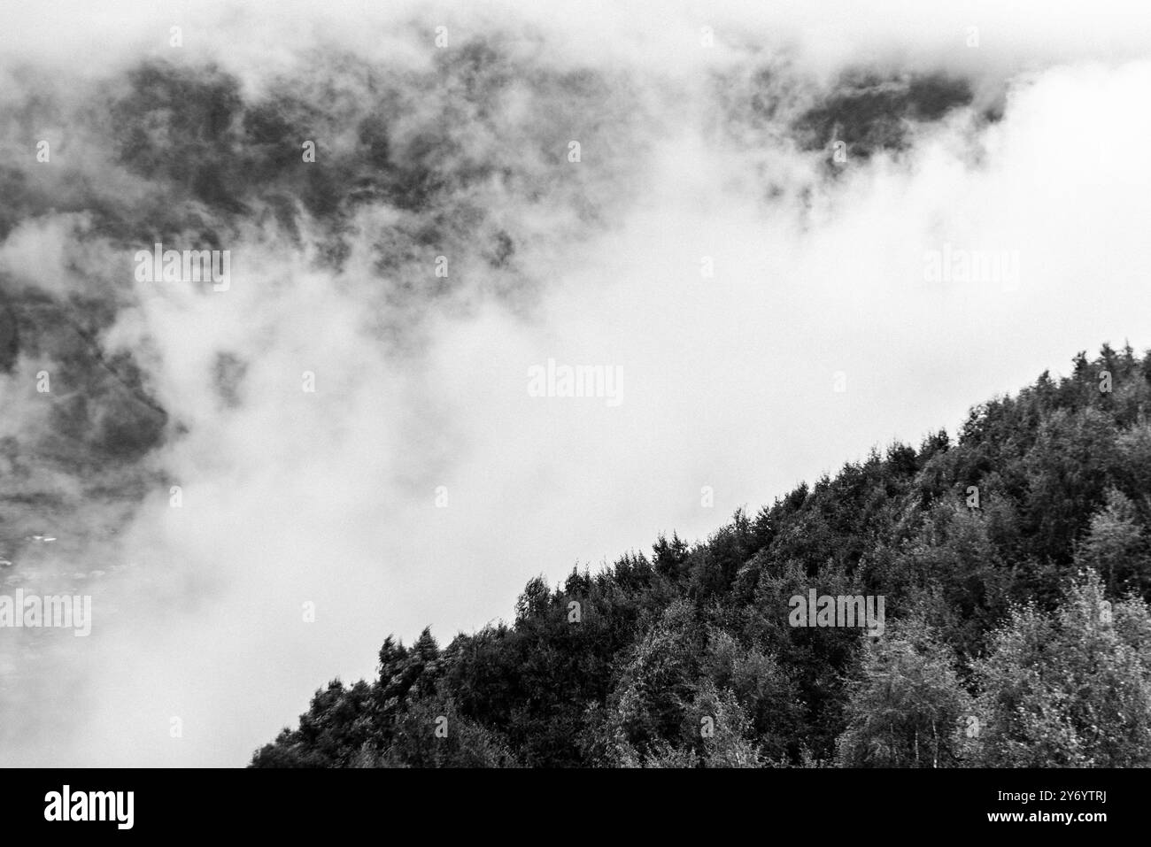 Enigmatica foresta protetta dalle nuvole Foto Stock