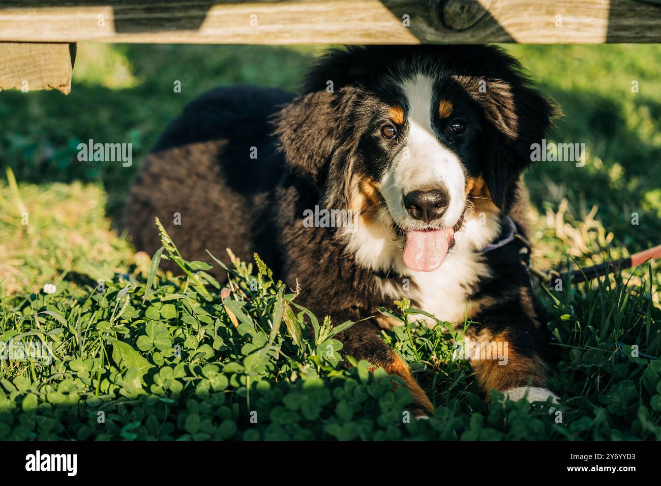 Un morbido cucciolo che riposa all'ombra sotto una panca di legno Foto Stock