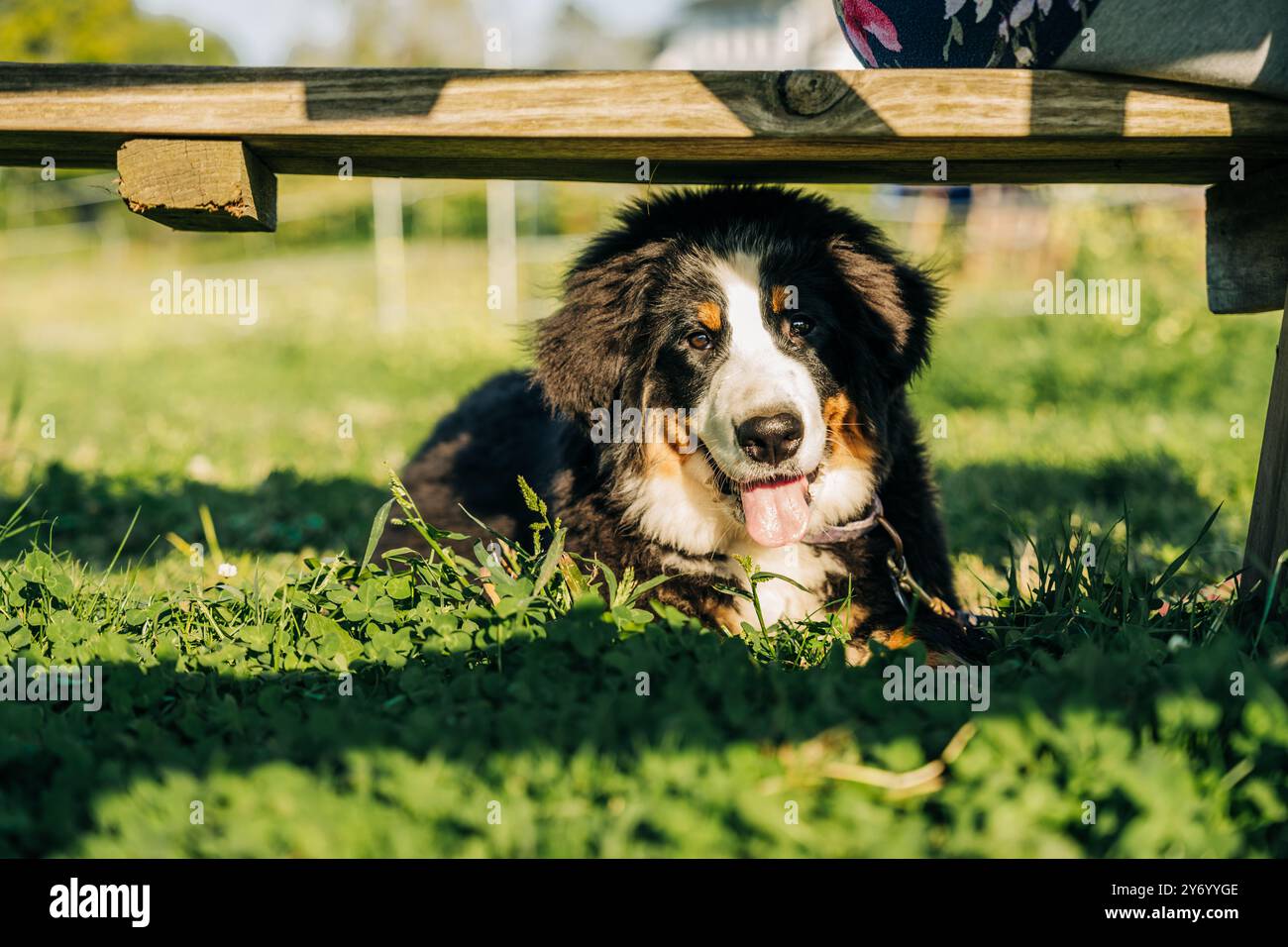 Un soffice cucciolo bernese steso all'ombra sotto una panchina di legno Foto Stock