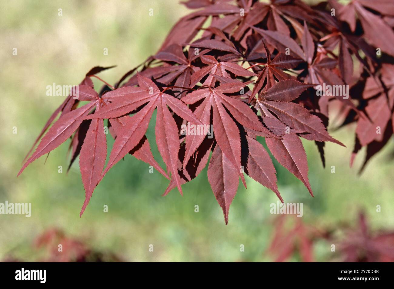 Acero giapponese, dettaglio di un ramo con molte foglie rosse, Acer palmatum, Sapindaceae Foto Stock