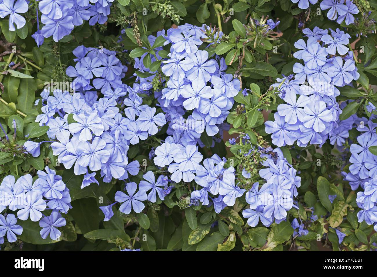 Particolare di una pianta di plumbago blu in piena fioritura, Plumbago auriculata, Plumbaginaceae Foto Stock