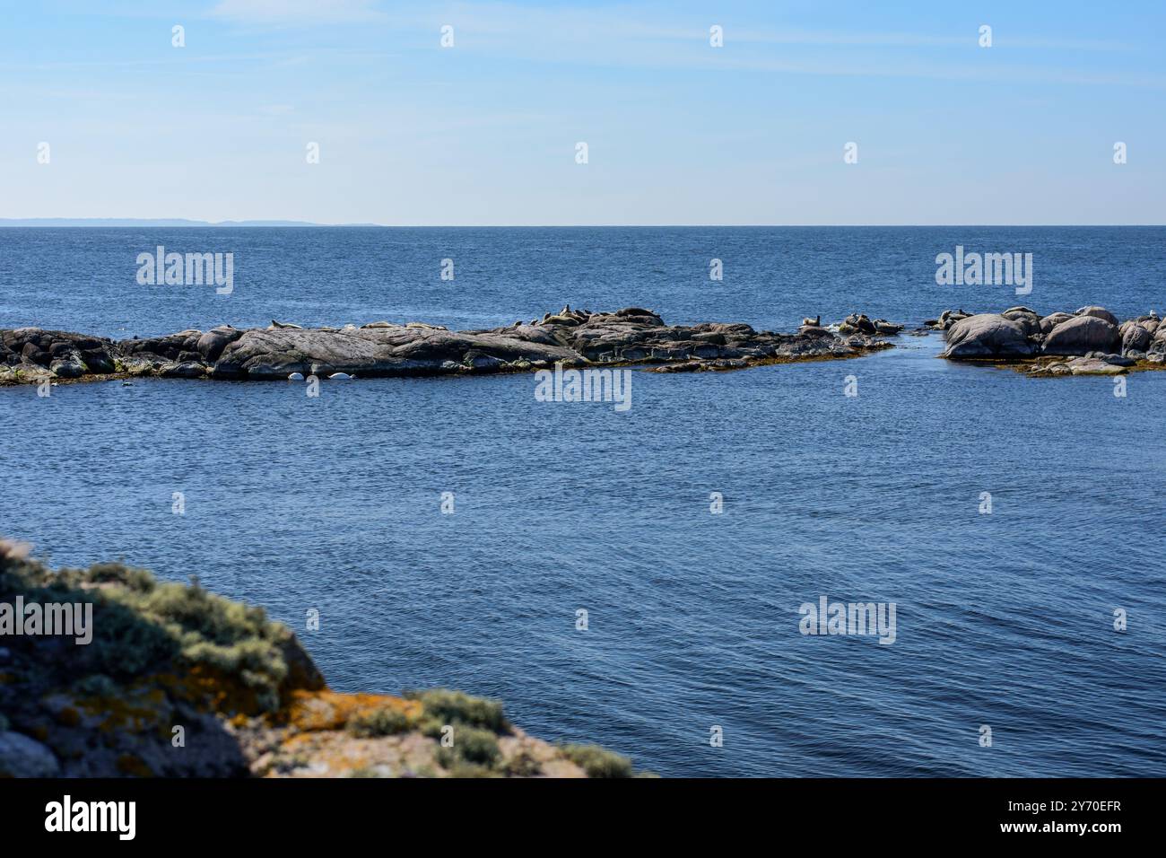 Piccole isole rocciose (isolotto) con foche riposanti nell'arcipelago Ertolmene. Primavera, giorno di sole Foto Stock