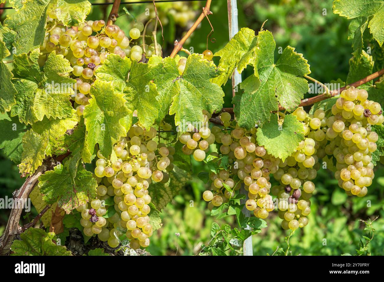 Terrazze dei vigneti di Lavaux, patrimonio dell'umanità dell'UNESCO, lago di Ginevra, Svizzera, Europa Foto Stock