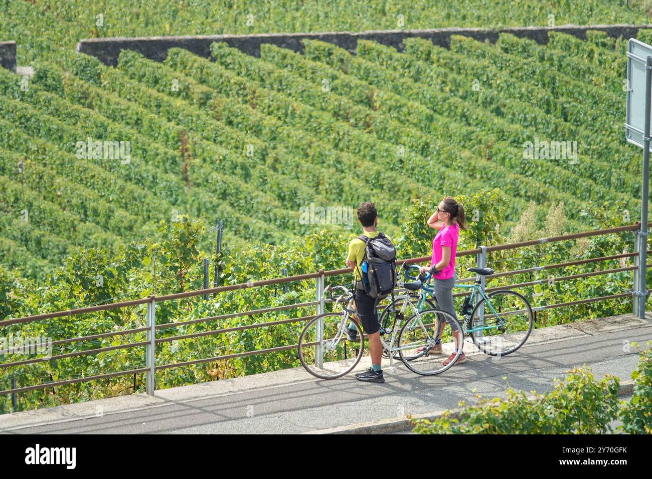 Terrazze dei vigneti di Lavaux, patrimonio dell'umanità dell'UNESCO, lago di Ginevra, Svizzera, Europa Foto Stock