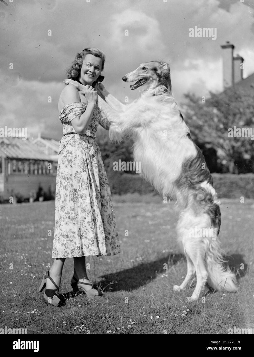 BELLEZZA BILANCIATA signora . ASTA BREWSTER of Cheam, Surrey - indossa un abito estivo di seta floreale - riceve un saluto a figura intera dal suo bel premio Borzois, AKIM . Sulle sue gambe posteriori , Akim è alto quasi quanto la sua amante . 20 giugno 1949 Foto Stock