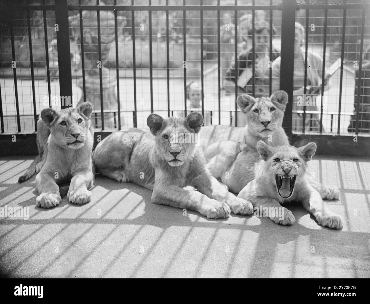 TRE ' AYES' E Un ' NO ' tre cuccioli di leone stoici e uno che sembra non avere alcun gusto per i viaggi all'estero contemplano la prospettiva di una partenza anticipata dai loro alloggi allo Zoo di Bristol. I cuccioli , nati dalla leonessa Yvonne dello zoo di Bristol nove mesi fa , vengono inviati allo zoo di Anversa (Belgio) in cambio di nove fenicotteri . 16 maggio 1949 Foto Stock