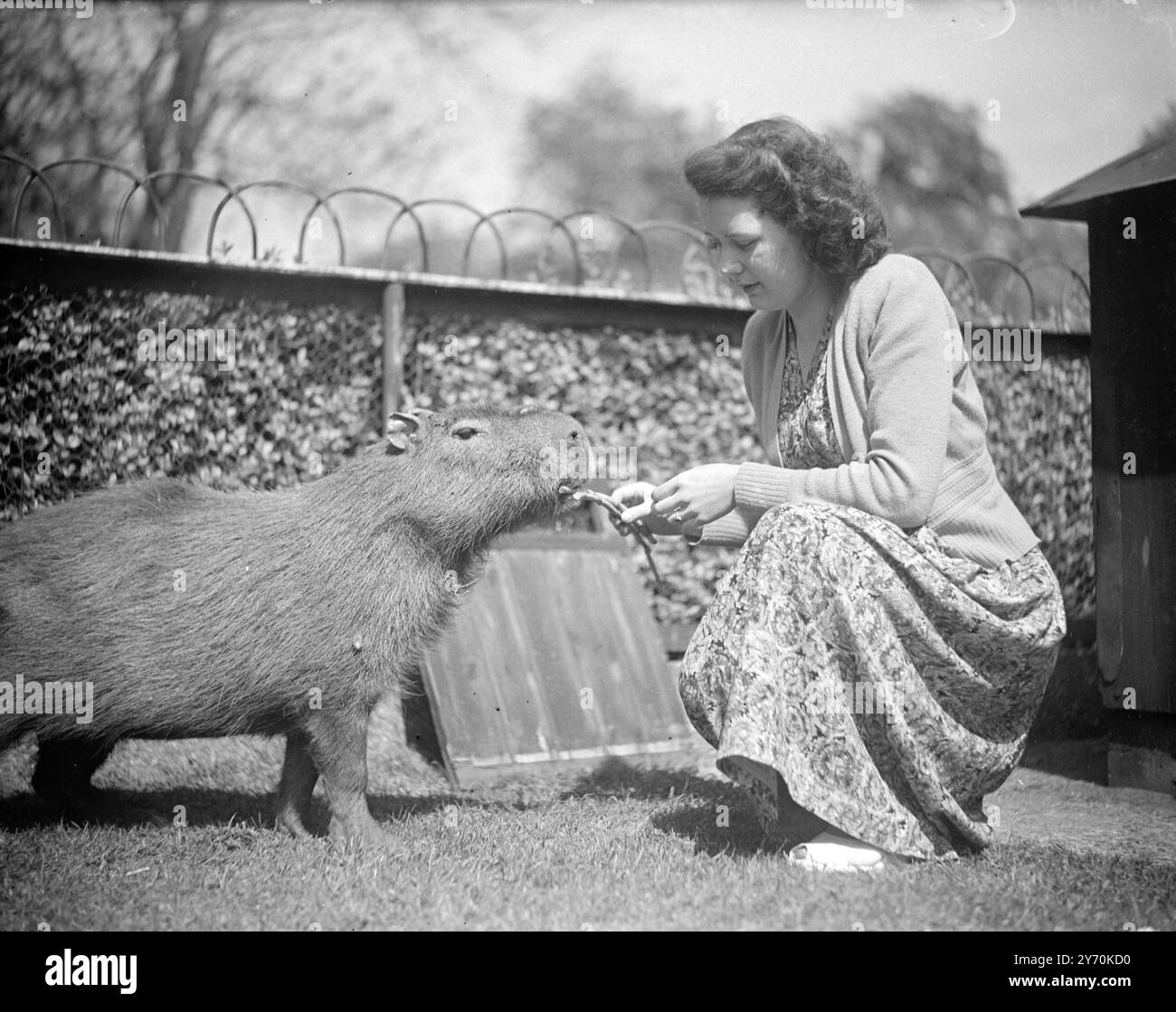 PER '' MUTT'' attrattivo giovane visitatore allo Zoo di Londra, Miss Olive Indge, di West Hampstead, offre un gustoso boccone al '' Mutt'', il Capybara, il più grande di tutti i roditori, che è un prodotto del Sud America. 11 maggio 1949 Foto Stock