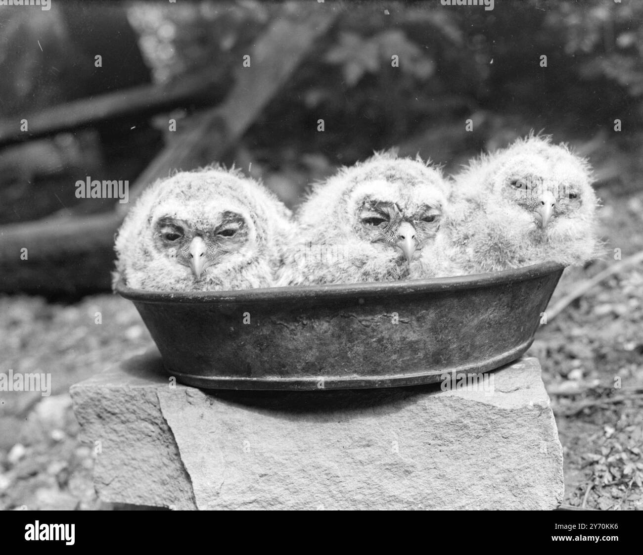 TRE SAGGI ORFANI se le apparenze sono una guida , la saggezza dei patriarchi è stata acquisita in tre brevi settimane di vita da questi piccoli gufi tawny allo Zoo di Londra . I tre orfani sono stati trovati quando un albero decaduto si è schiantato a Mitcham , nel Surrey . Un residente locale li ha visti sdraiati a terra e ha informato il dispensario del popolo per gli animali malati. Dopo una notte di alloggio presso la sede della P.D.S.A. di Londra, sono stati trasferiti allo zoo, dove sono molto più felici di quanto sembrino. Maggio 1949 Foto Stock