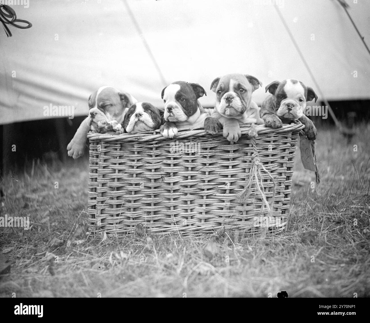 ESPOSIZIONE CANINA - CON IL COPERCHIO spento, cinque cuccioli di bulldog in vari gradi di risveglio date un'occhiata al Richmond Championship Dog Show a Richmond , Surrey . I cuccioli, di sette settimane e di proprietà della signora . G.D. Watling di Eversholt, vicino a Bletchley, Buckinghamshire, entrò nella classe dei rifiuti. 5 luglio 1949 Foto Stock
