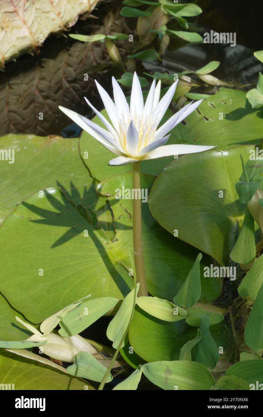Pianta di loto giglio d'acqua Nymphaea in fiore bianco Foto Stock