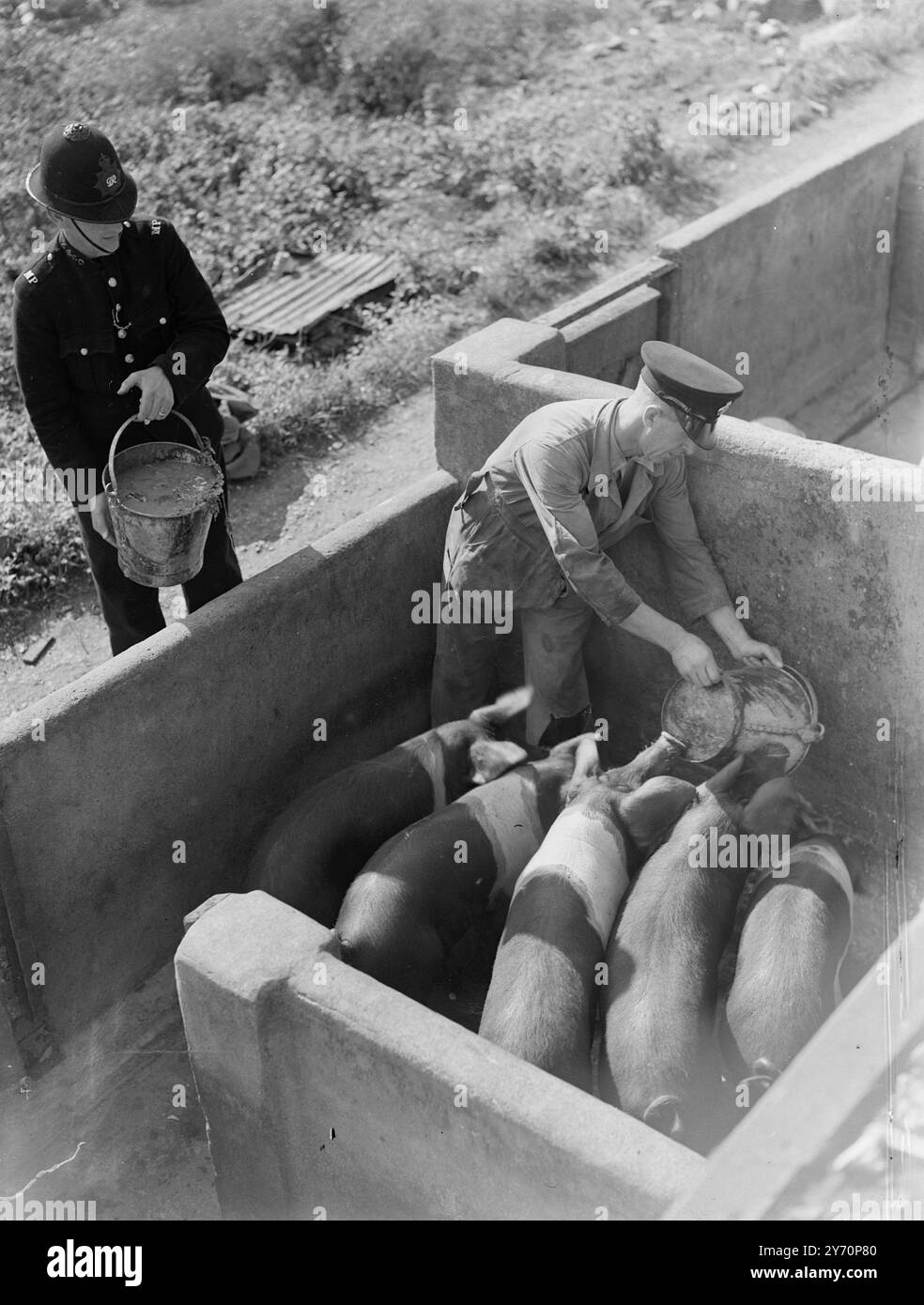 IN CUSTODIA i poliziotti con un insolito interesse fuori servizio sono dieci membri della polizia di Streatham ( Londra ) , che , quando non battono le loro battute, sono impegnati nella gestione di un maiale club. Il club è nato nel 1940 come contributo a uno sforzo nazionale e da allora è continuato. Al momento ci sono dieci poliziotti nel club e hanno 20 maialini sotto la loro responsabilità. Questa foto è stata scattata al momento della pappa. 9 settembre 1949 Foto Stock