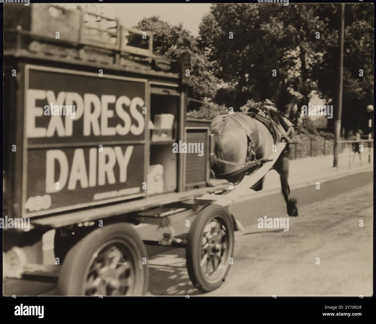 IN PIENO GALOPPO:FOTO MOSTRA:- Un cavallo che attraversa la quercia bruciata con un furgone Express Dairy alle spalle dopo aver preso paura. Il cavallo ha galoppato per mezzo miglio prima di essere tirato su. Questa foto è stata scattata da un'auto di passaggio. 10 giugno 1939 Foto Stock