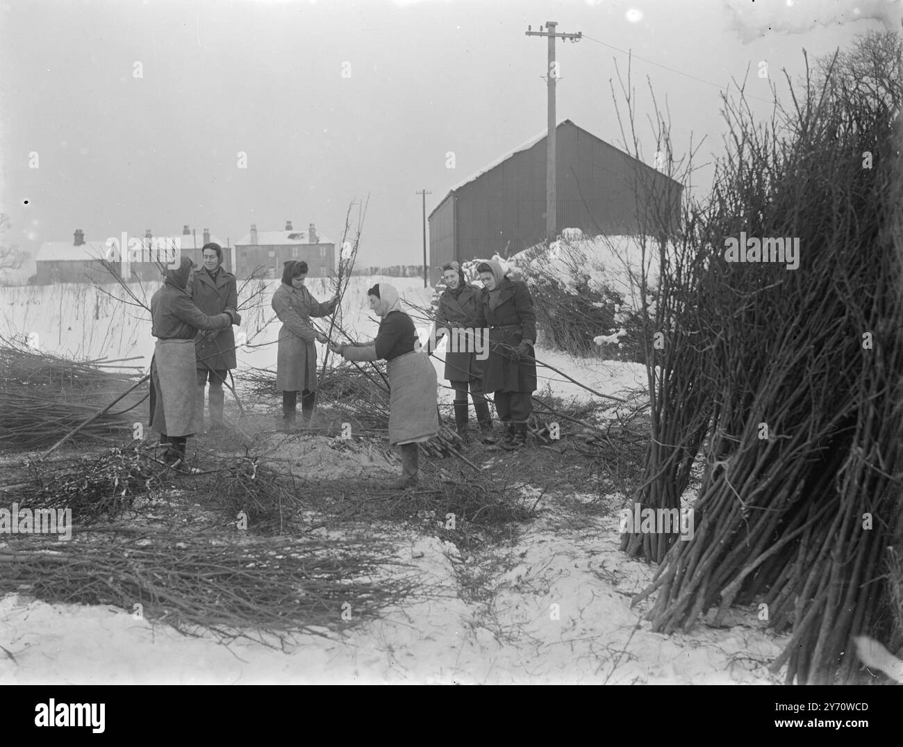 Bastoncini di piselli W.L.A. - Wested Farm . Gennaio 1947 Foto Stock