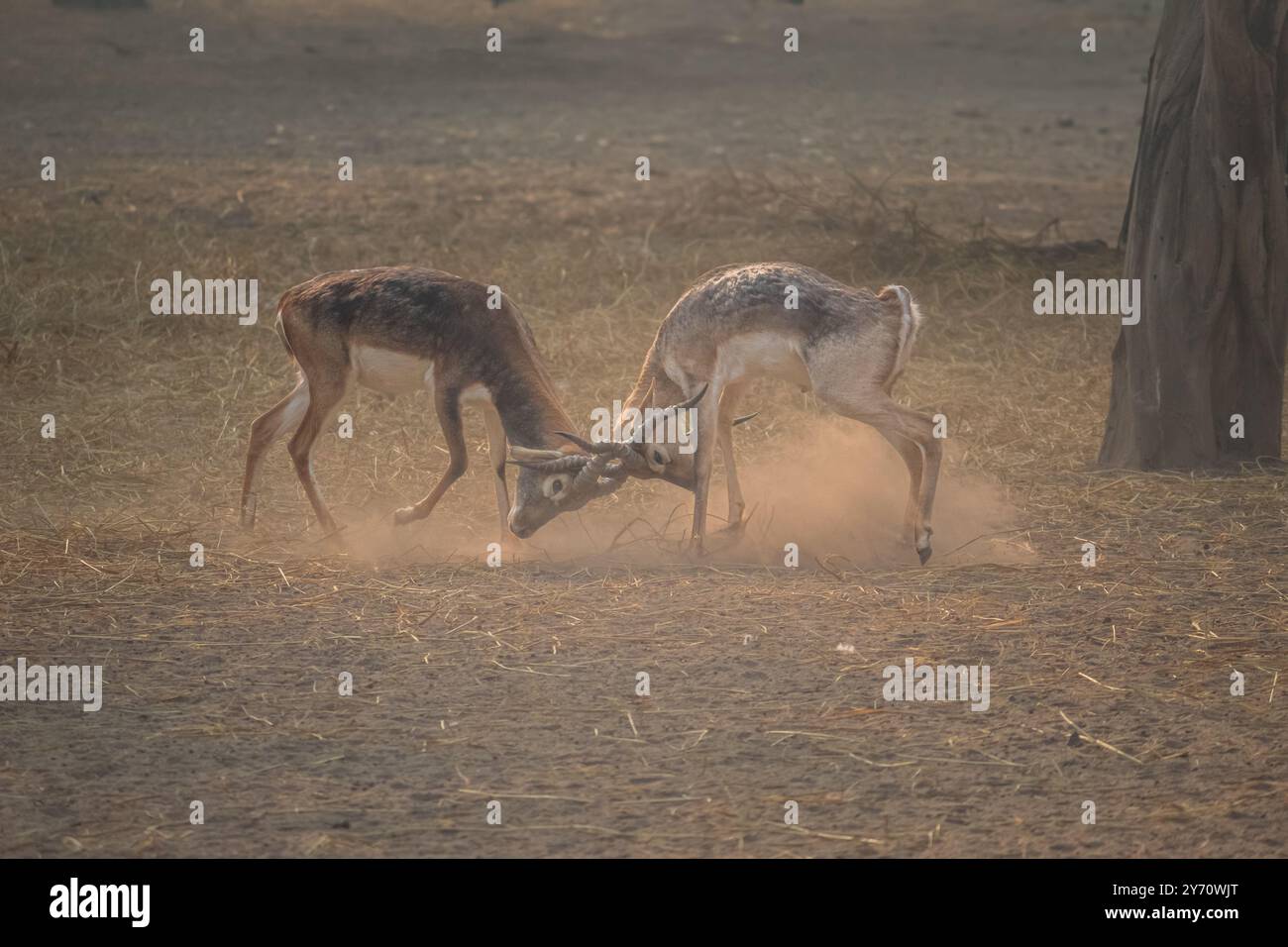 Le antilopi di Blackbuck selvatiche sono impegnate in un intenso combattimento. Rituale di accoppiamento Blackbuck Antelope a Dusty Wilderness Foto Stock