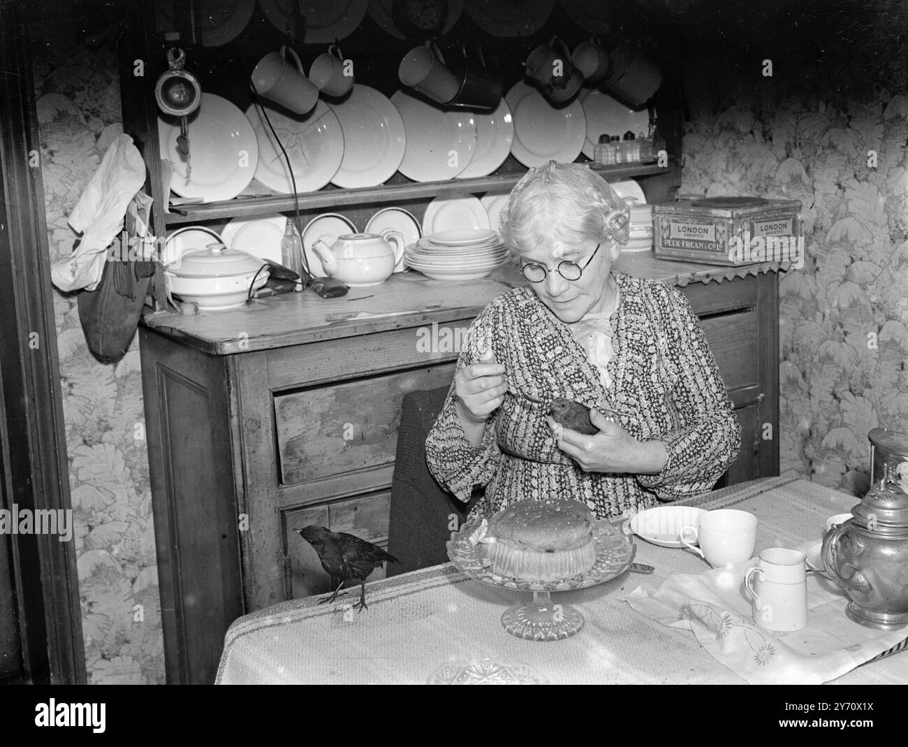Jackdaw ( domare)1940 Foto Stock