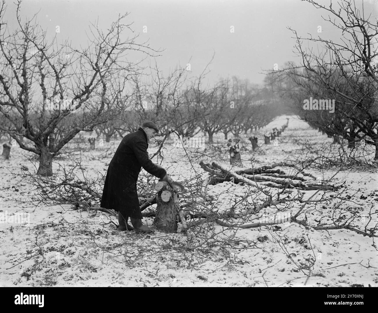 Bonifica di frutteto . Gennaio 1947 Foto Stock