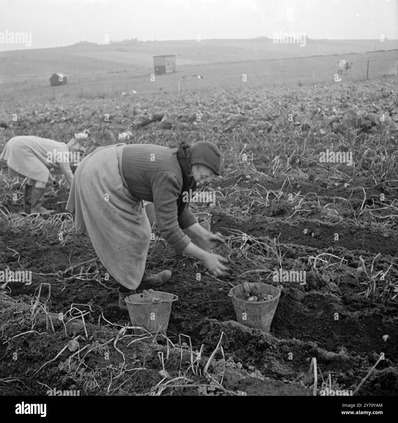 ORCADI - sollevamento patate . Gennaio 1946 durante il periodo di raccolta 1946 Foto Stock