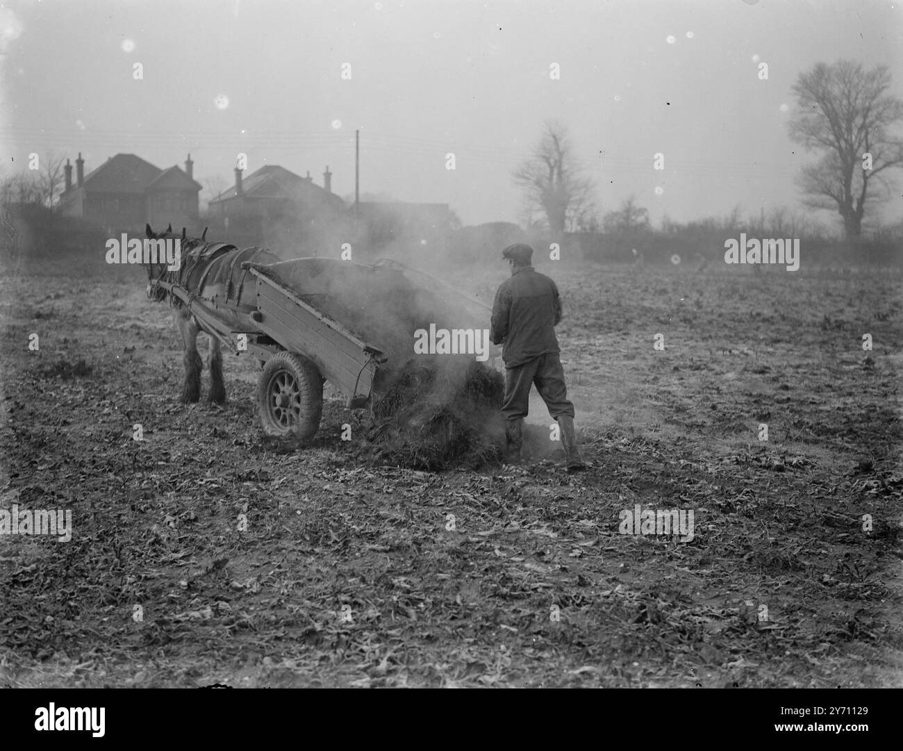 Spargimento di letame - Crowhurst's Farm 1° gennaio 1946 Foto Stock