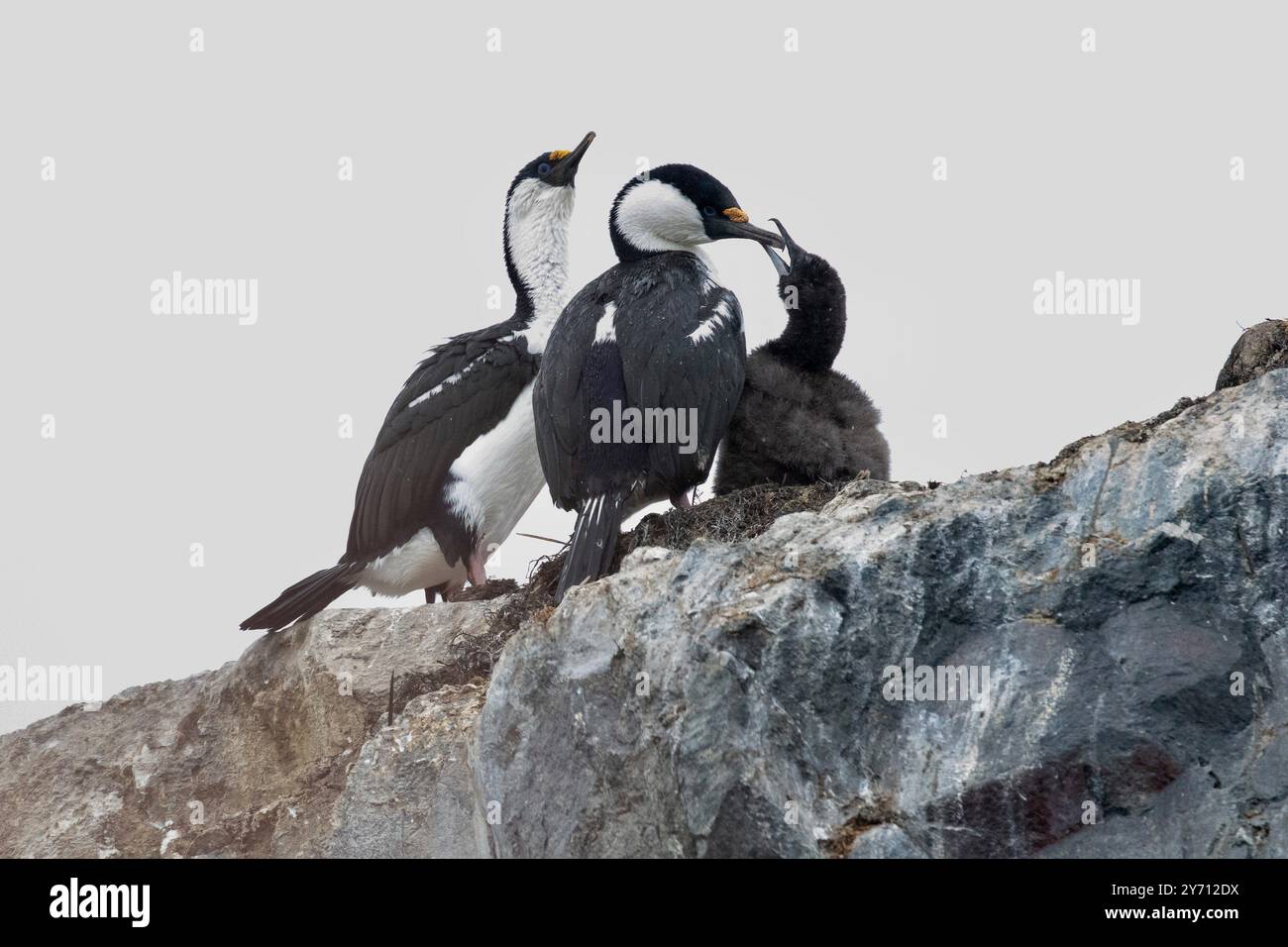 Shags dagli occhi blu o gruppo della famiglia Shag antartica con giovane bransfieldensi Leucocarbo Foto Stock