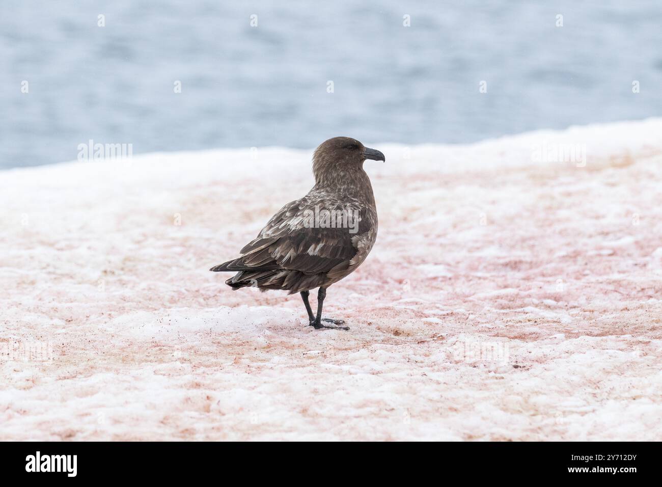 Brown Skua o Antartico Skua - Stercorarius antarcticus Foto Stock