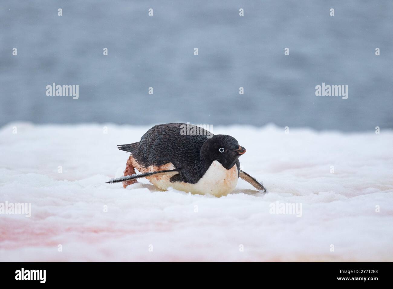 Adélie Penguin toboga sulla neve - Pygoscelis adeliae Foto Stock