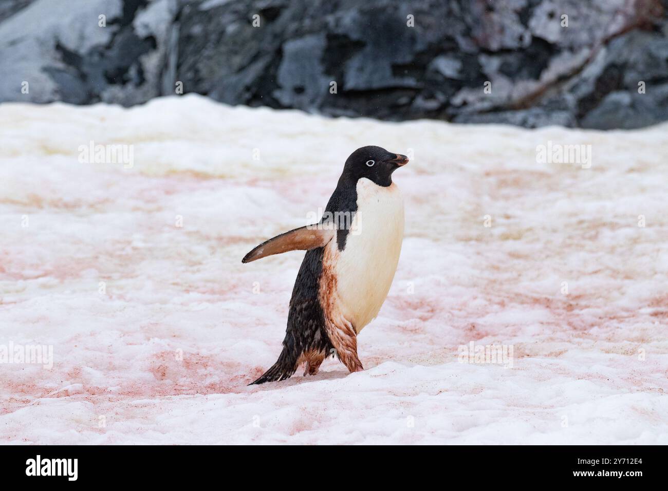 Adélie Penguin - Pygoscelis adeliae Foto Stock