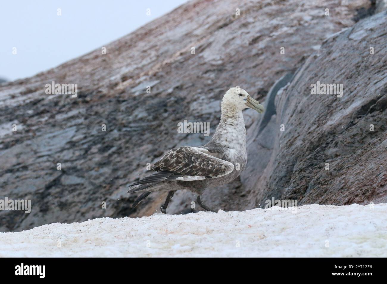 Southern Giant Petrel o Antartico Giant Petrel - Macronectes giganteus Foto Stock