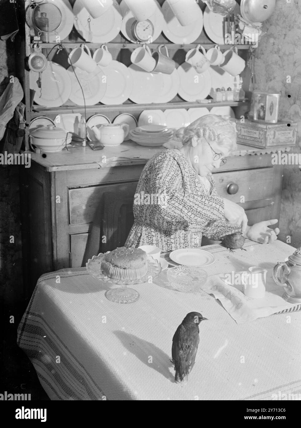 Jackdaw ( domare)1940 Foto Stock