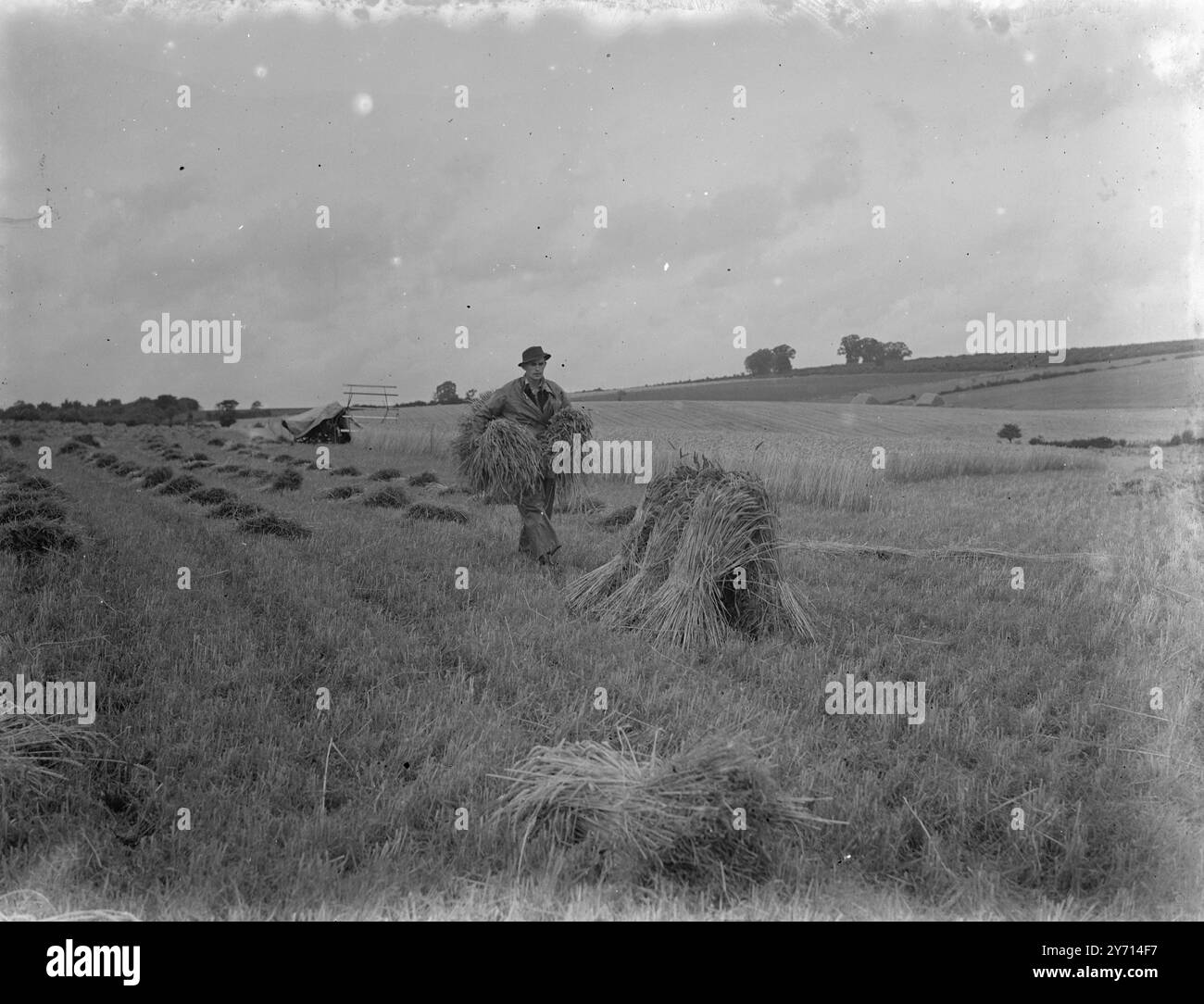 Ripieno di grano. - Eynsford. Gennaio 1946 Foto Stock
