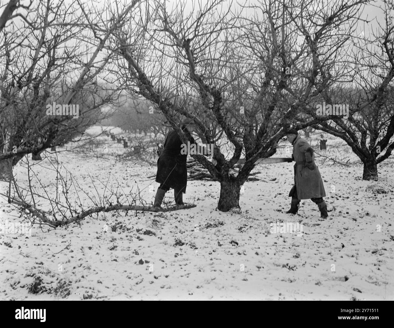 Bonifica di frutteto . Gennaio 1947 Foto Stock