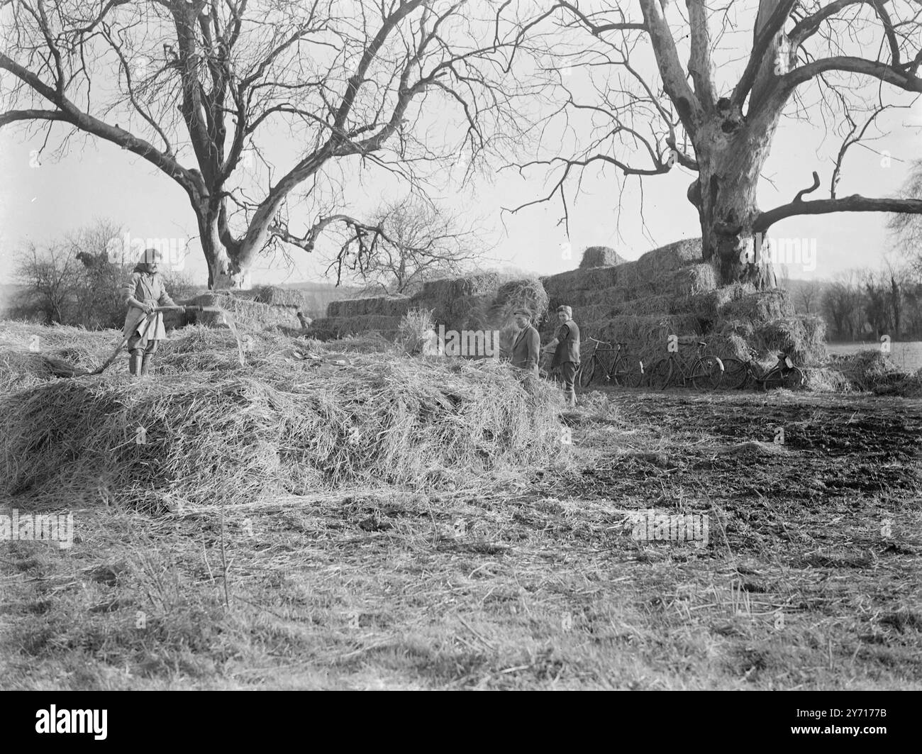 Produzione di compost. Gennaio 1946 Foto Stock