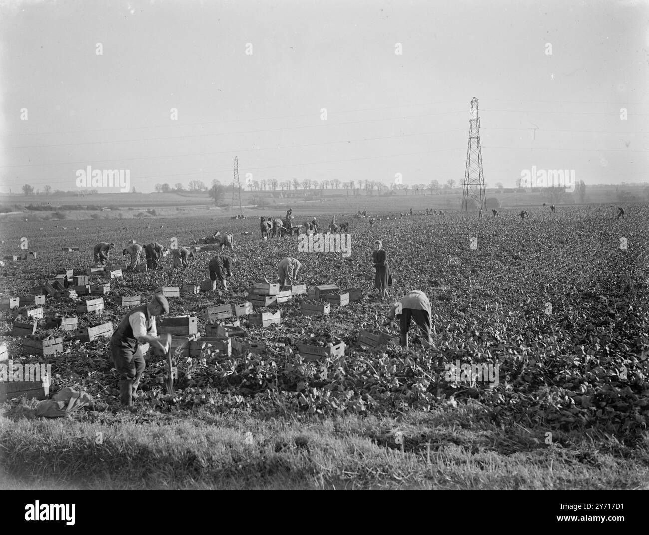 Sollevamento barbabietole .J.P. Kemsley's Farm. Gennaio 1946 Foto Stock