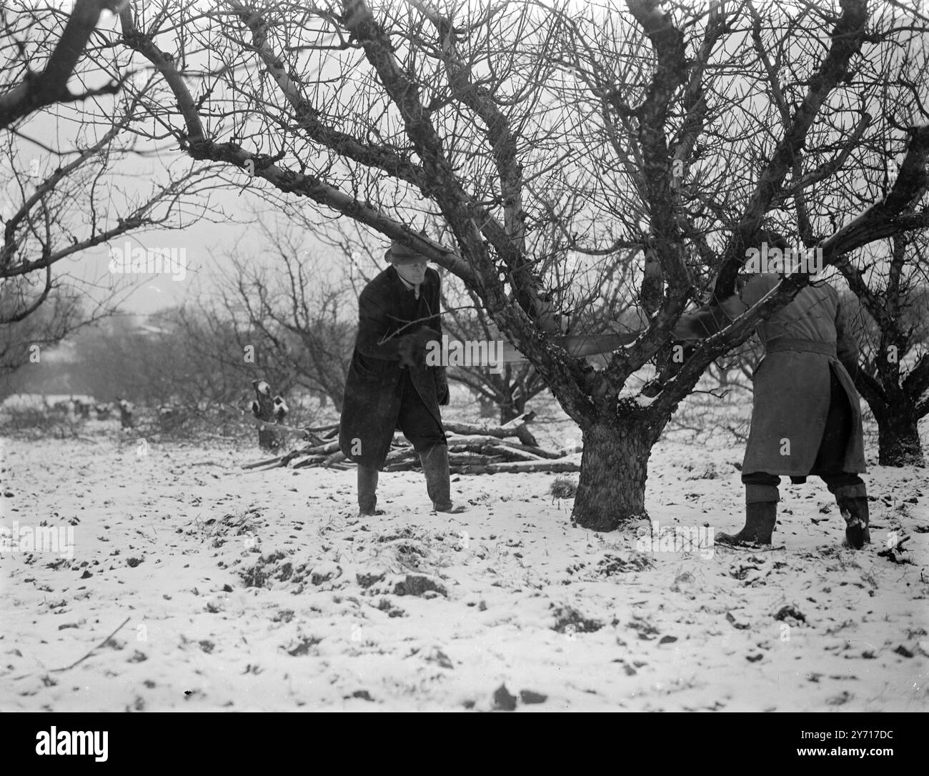 Bonifica di frutteto . Gennaio 1947 Foto Stock