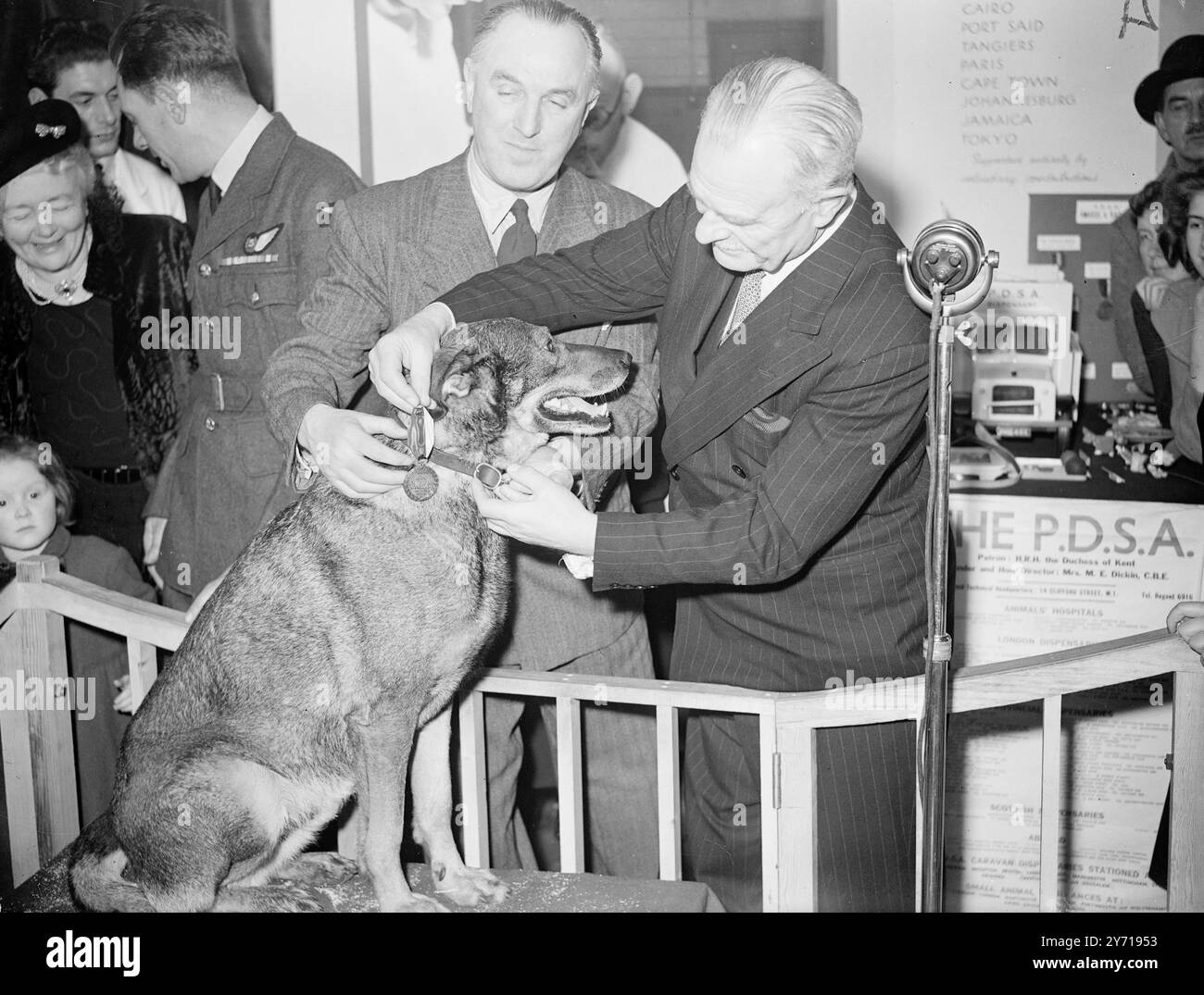 « V . C ' PER '' ANTIS '' - PRESENTATO DAL SIGNORE WAVELL visitatori alla mostra Ideal Home di Olympia , Saw '' ANTIS'', alsaziano di proprietà di un aviatore ceco, che riceve la Medaglia Dakin (V .C. animale) . La presentazione fu fatta dal feldmaresciallo Earl Wavell . Antis prestò servizio con il suo proprietario nell'Aeronautica militare francese e nella R.A.F. dal 1949 al 1945, durante la guerra condivisero molte esperienze senza fiato dal giorno in cui il aviere adottò Antis , un piccolo cucciolo trovato in un castello francese in rovina , e lo portò in tasca durante la sua fuga dalla Francia . L'Alsatia Foto Stock