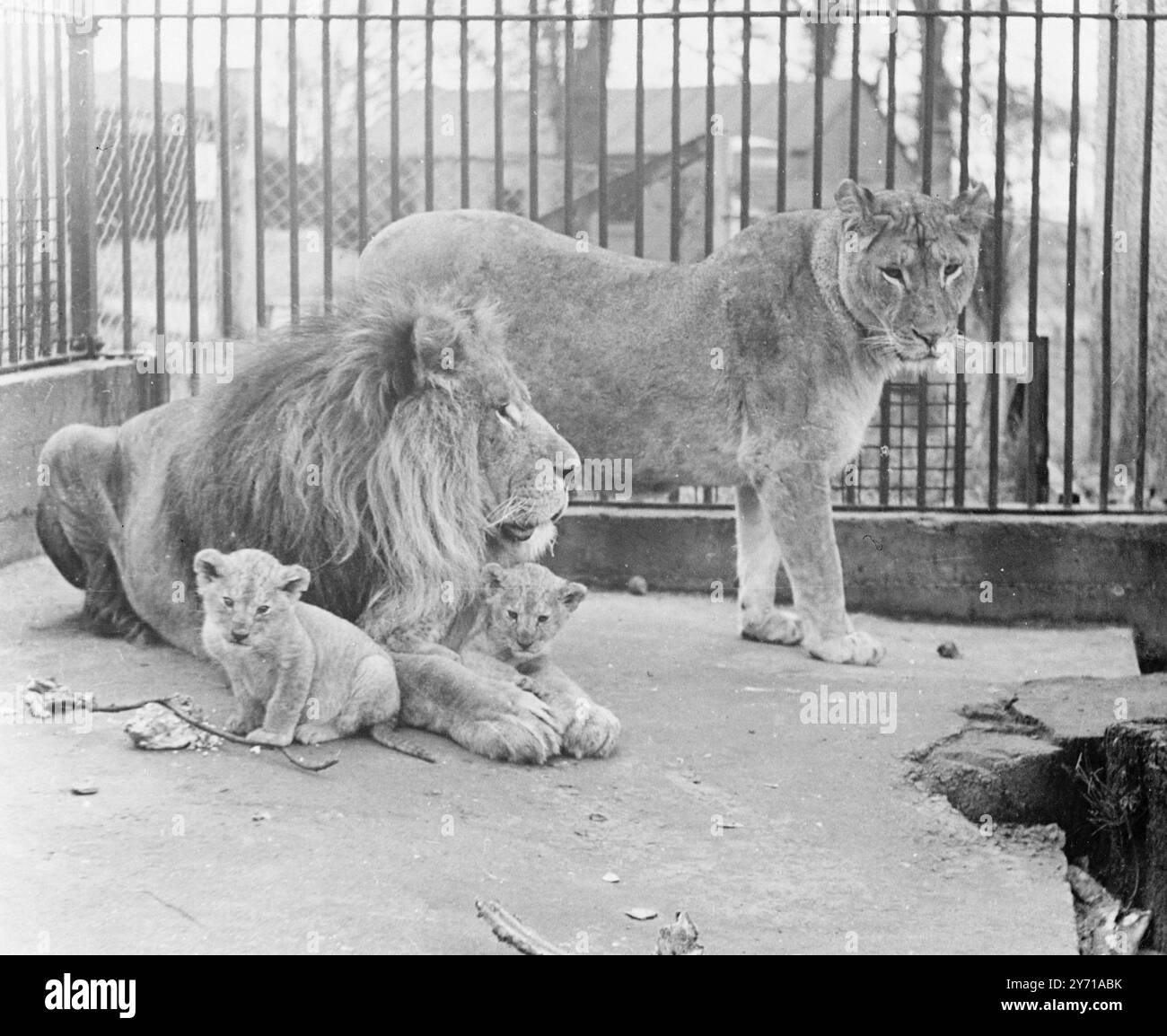 IL PAPÀ PERFETTO Un leone per un padre e fiero di questo , questi cuccioli , NORA e TINTO , giocano con il loro papà , SINGH , mentre la loro madre , TOPSY , tiene d'occhio lo Zoo di Glasgow , dove l'esperimento di permettere a un leone di stare con i suoi cuccioli sta facendo la felicità domestica nella terra dei leoni e a condizione che il leone padre possa essere gentile come ogni orgoglioso papà . 23 febbraio 1949 Foto Stock
