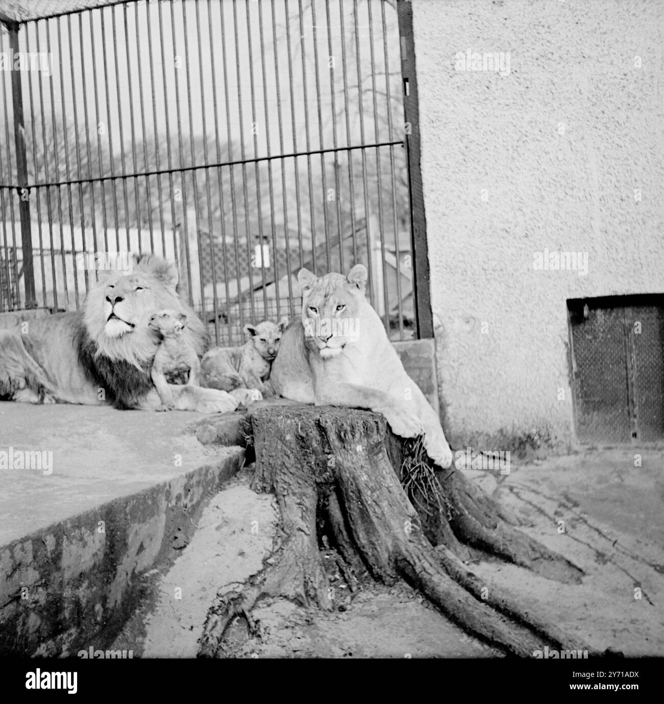 IL PAPÀ PERFETTO Un leone per un padre e fiero di questo , questi cuccioli , NORA e TINTO , giocano con il loro papà , SINGH , mentre la loro madre , TOPSY , tiene d'occhio lo Zoo di Glasgow , dove l'esperimento di permettere a un leone di stare con i suoi cuccioli sta facendo la felicità domestica nella terra dei leoni e a condizione che il leone padre possa essere gentile come ogni orgoglioso papà . 23 febbraio 1949 Foto Stock
