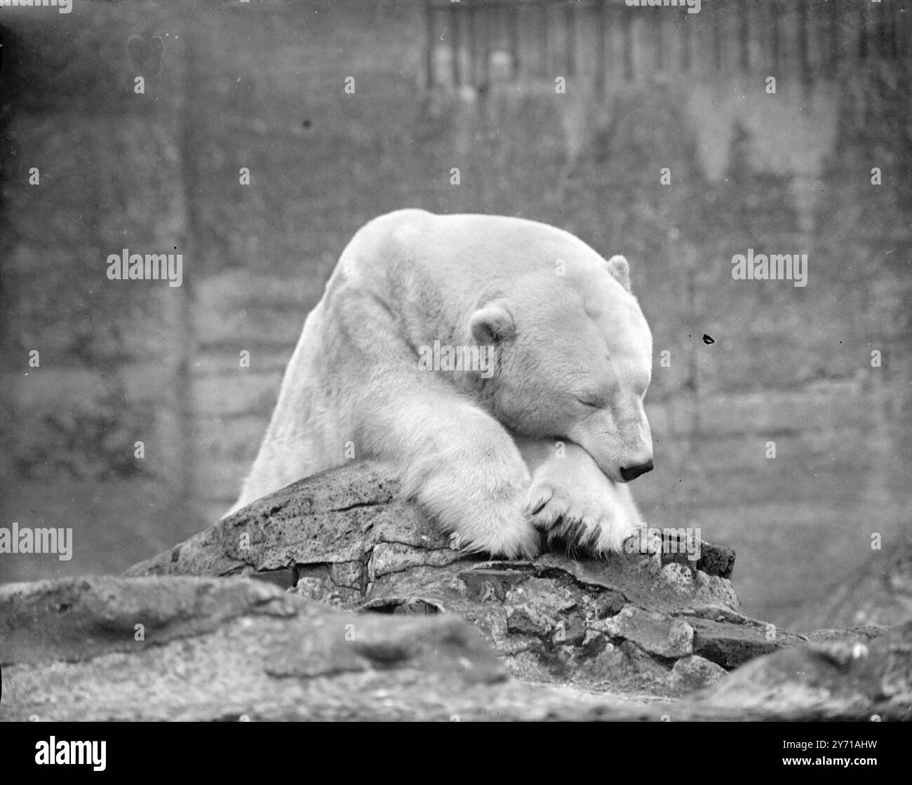 BECCATO A PIOMBARE PAVLOV , un orso polare allo Zoo di Londra, si stabilisce nel suo pisolino dopo cena ignaro che la sua privacy è stata intrusa dal cameraman . 16 gennaio 1949 Foto Stock