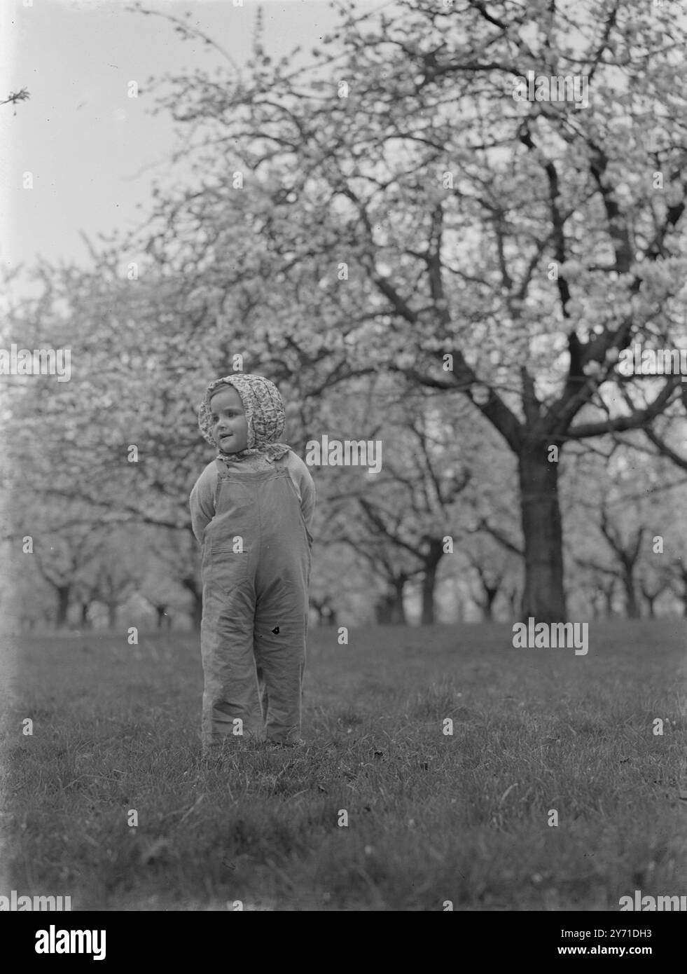 Glynn in Cherry Orchard ( saltando lungo) c. 1940 Foto Stock