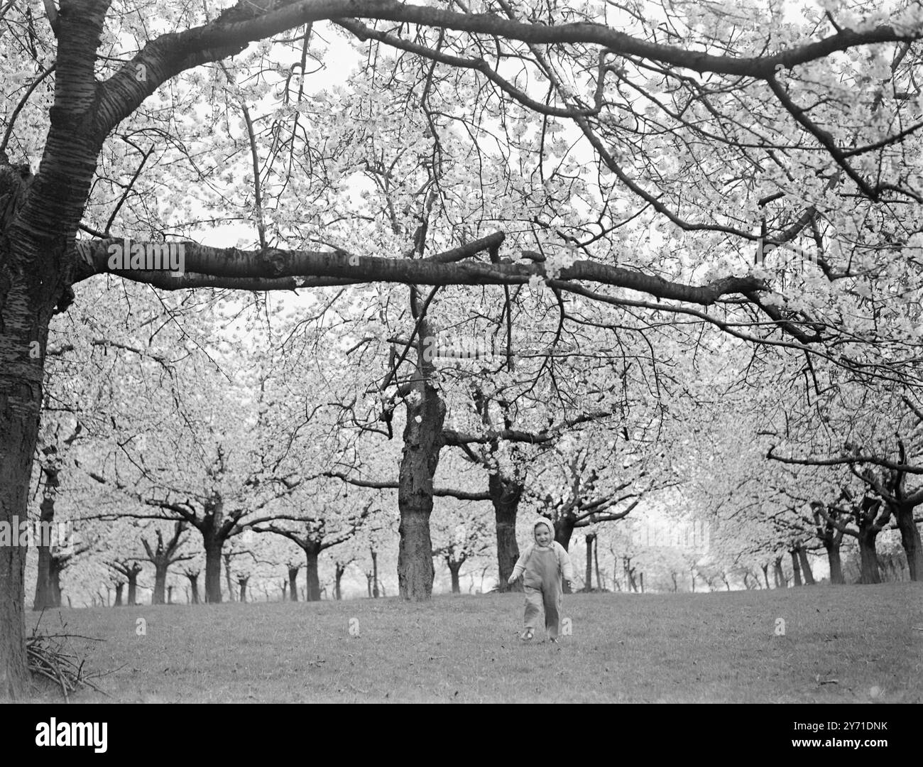 Glynn in Cherry Orchard ( saltando lungo) c. 1940 Foto Stock