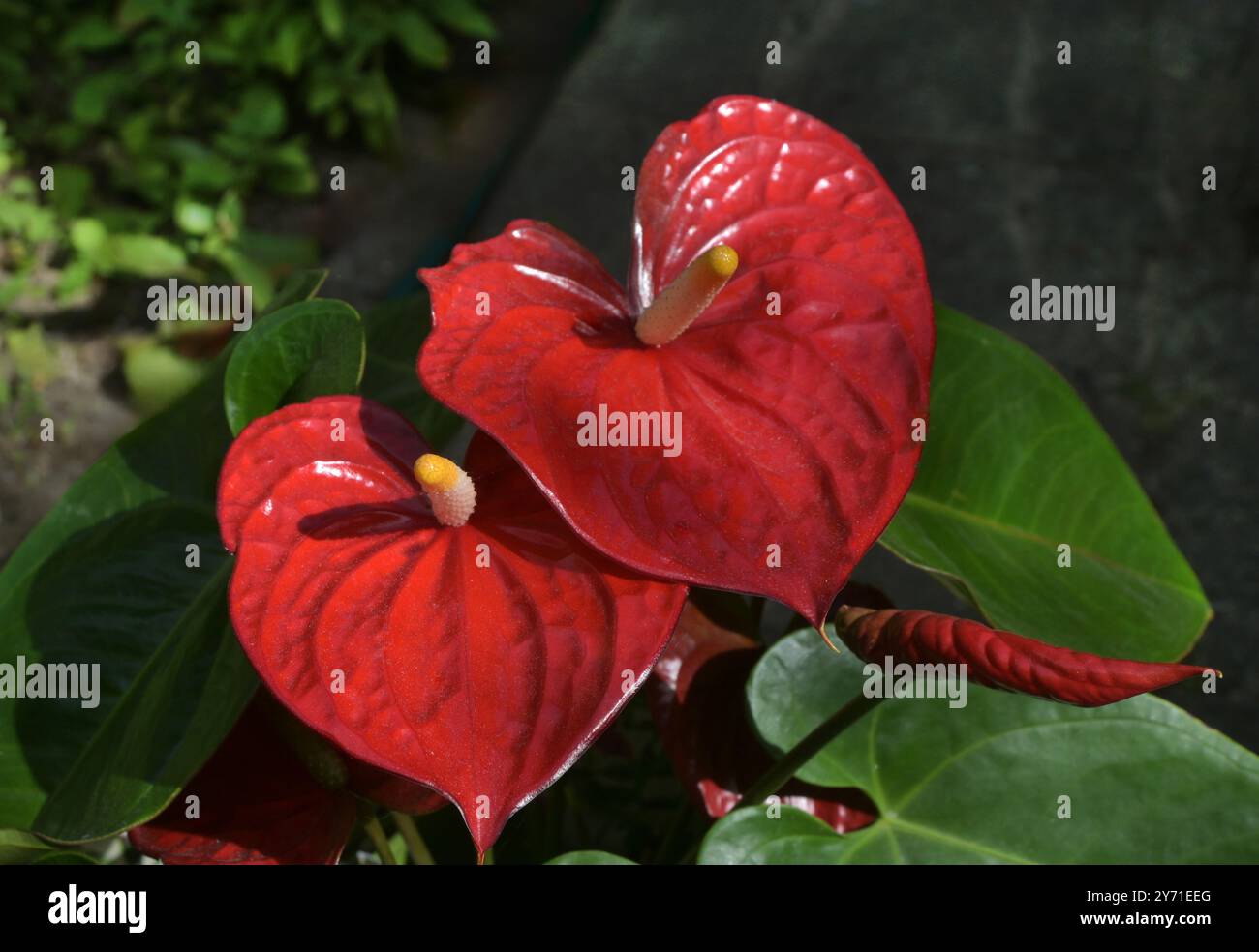 Impianto di Anthurium di ninfee Flamingo Red Diamond Foto Stock