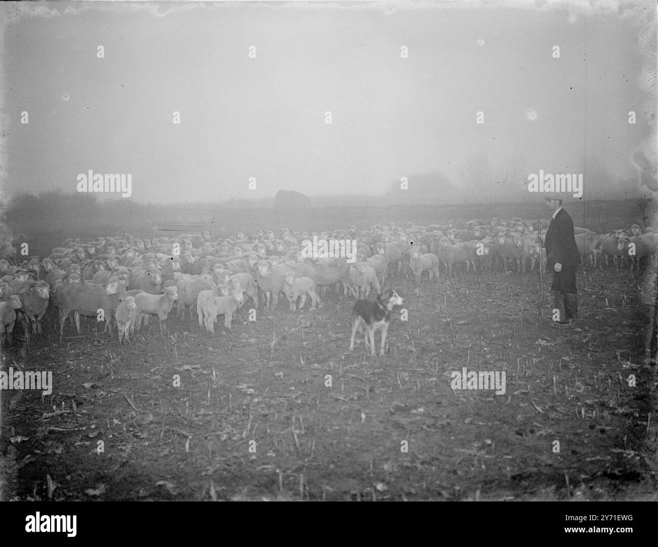 Dorset Horn Lambs c. 1940 Foto Stock