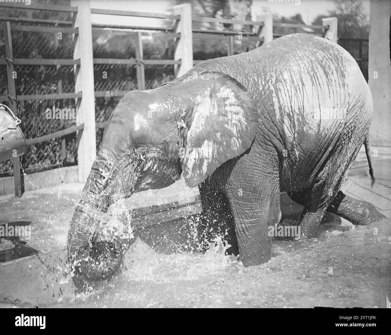 Il clima caldo di mercoledì ha trovato il toro africano dell'Elefante africano dello Zoo di Londra, DICKSI, nei suoi quartieri estivi, con acqua posato. Con i ricordi di come la sua famiglia ha affrontato il sole africano, DICKSI aumenta Regents Park Plumming con una doccia. 19 maggio 1948 . Foto Stock