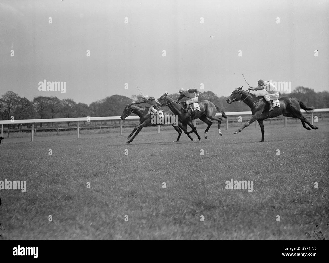 ' NEL LORO COLPO', anche se IL SOLE FIAMMA ( No. 23 ) J . MARSHAL Up, era al terzo posto quando questa foto fu scattata, riuscì a girare le quote e tornò a casa il vincitore di una lunghezza e mezzo dal BAR DI MARTIN, (8), W. Carr , su , nel piatto di corte di weir a Lingfield . DOPPIO COLLEGAMENTO , ( No . 13 ) H . Packam, su, è arrivato terzo. L' IMMAGINE MOSTRA :- FIAMMA SOLARE in terza posizione a lontano da casa a Lingfield . 22 maggio 1948 Foto Stock