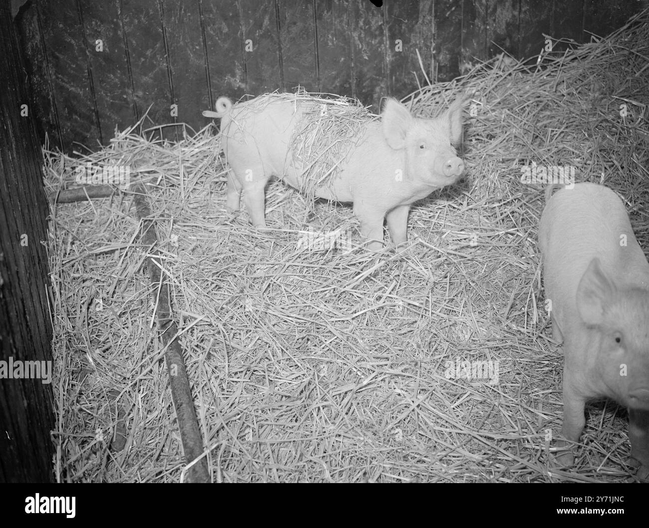 ' A TERRA IN AZIENDA ' PRESSO LA STAZIONE DI CAMPO AGRICOLO. La possibilità di vedere in prima persona i lavori in corso di salute degli animali presso la Field Station del Agricultural Research Council , Compton , Berks . , Recentemente è stato conferito ai membri della Gilda dei giornalisti agricoli . Il partito ha studiato tutte le fasi del lavoro della stazione di campo, nell'indagine delle desease negli animali di grossa taglia e nella fornitura di animali da esperimento di salute e di allevamento noti, ad altri istituti di ricerca. La tenuta si compone di circa 1.600 acri ed è stata acquistata nel 1937 . L'IMMAGINE MOSTRA ;- ' questo Foto Stock