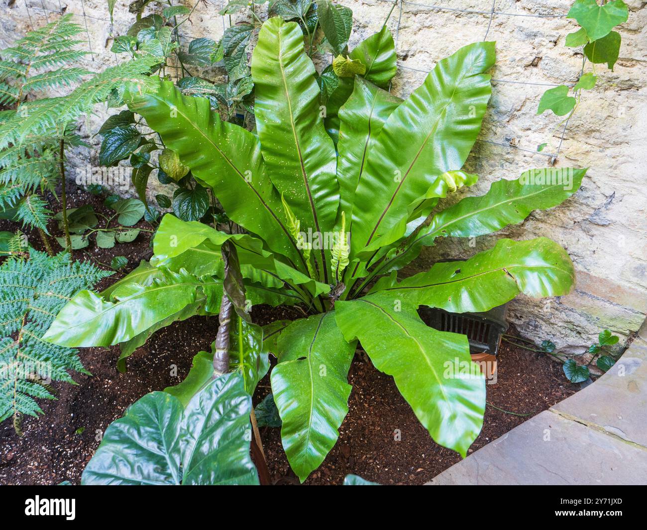 Ampie fronde lucide della tenera felce di nido di uccelli sempreverdi epifitici, Asplenium nidus Foto Stock