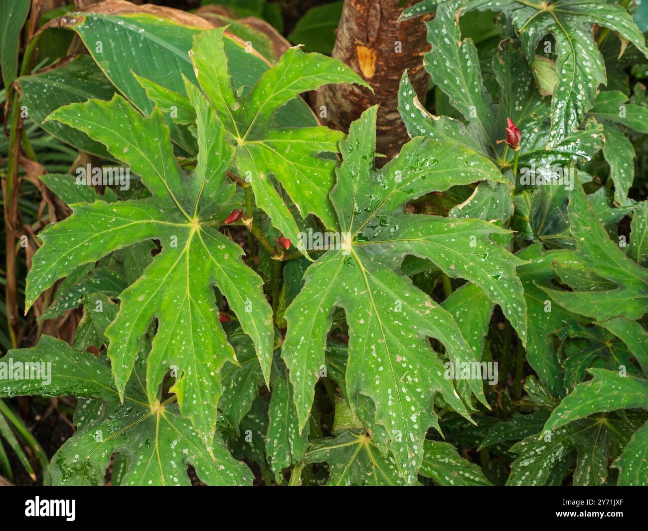 Palmate, foglie verdi maculate della tenera perenne Begonia diadema, una casa e una serra Foto Stock